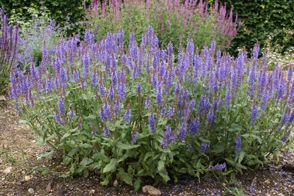 salvia nemorosa 'blauhügel' - Tuincentrum Pelckmans