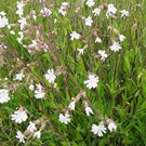                                                                         silene-latifolia-subsp-alba-