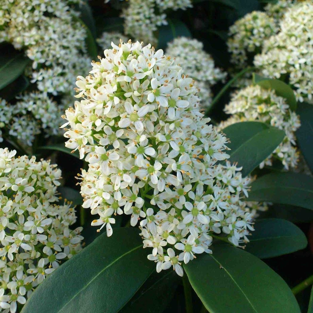 Th Owl: Steckbrief Zu Skimmia Japonica / Skimmie – SGEIZ