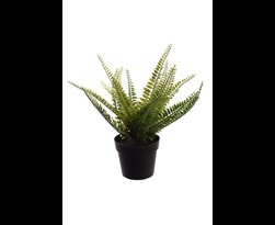 pure royal small fern in pot green