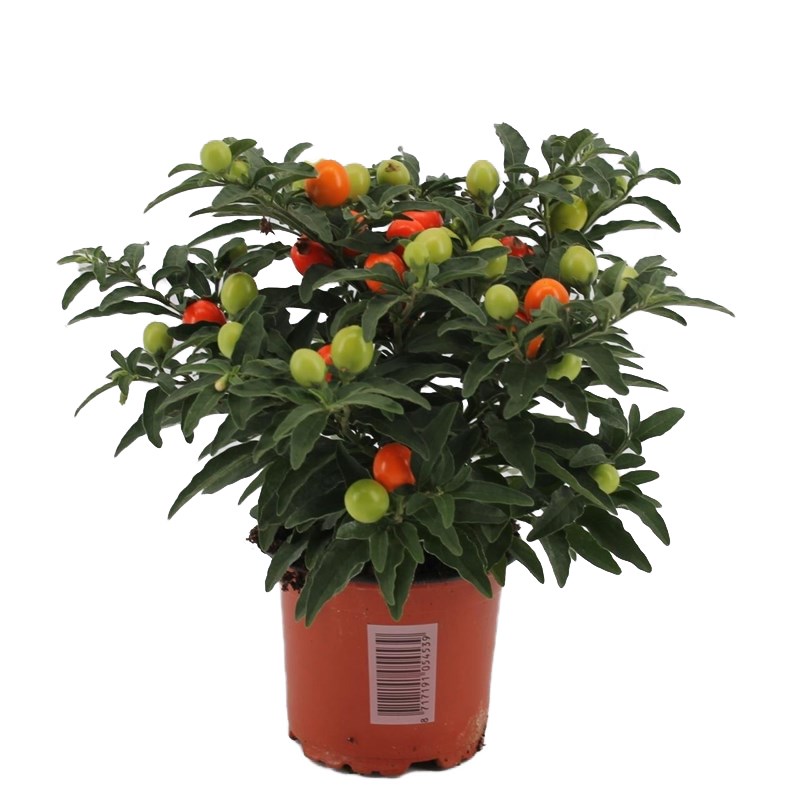 citrus plant fertiliser Citrus Mix 6-3-3 Fertilizer Mini 1 Lb