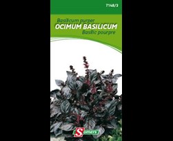 somers basilicum purper