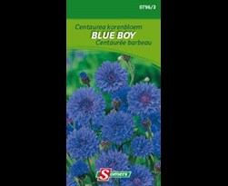 somers centaurea korenbloem blue boy