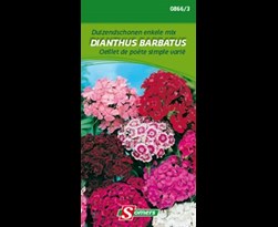 somers dianthus barbatus enkel-anjers