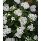 spiraea-japonica-albiflora-