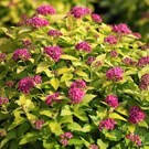 spiraea-japonica-double-play-gold-