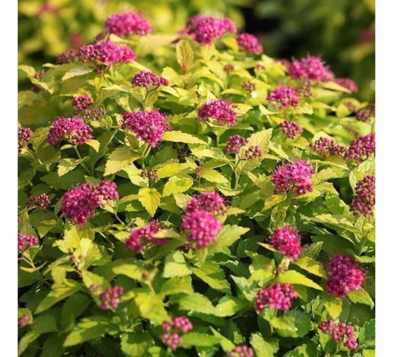 spiraea-japonica-double-play-gold-