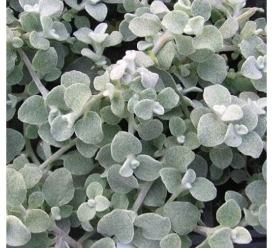 stekperkplant-helichrysum-petiolare-grijsbladig