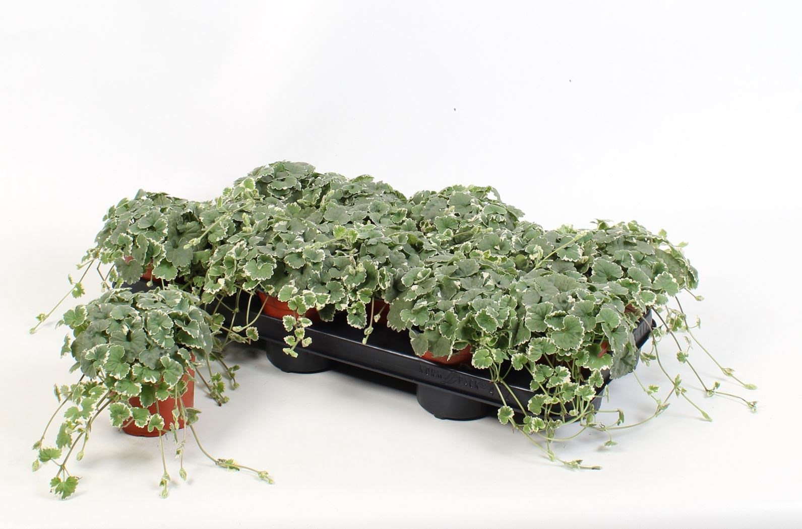 stekperkplant nepeta variegata