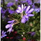 stekperkplant-scaevola-blauw