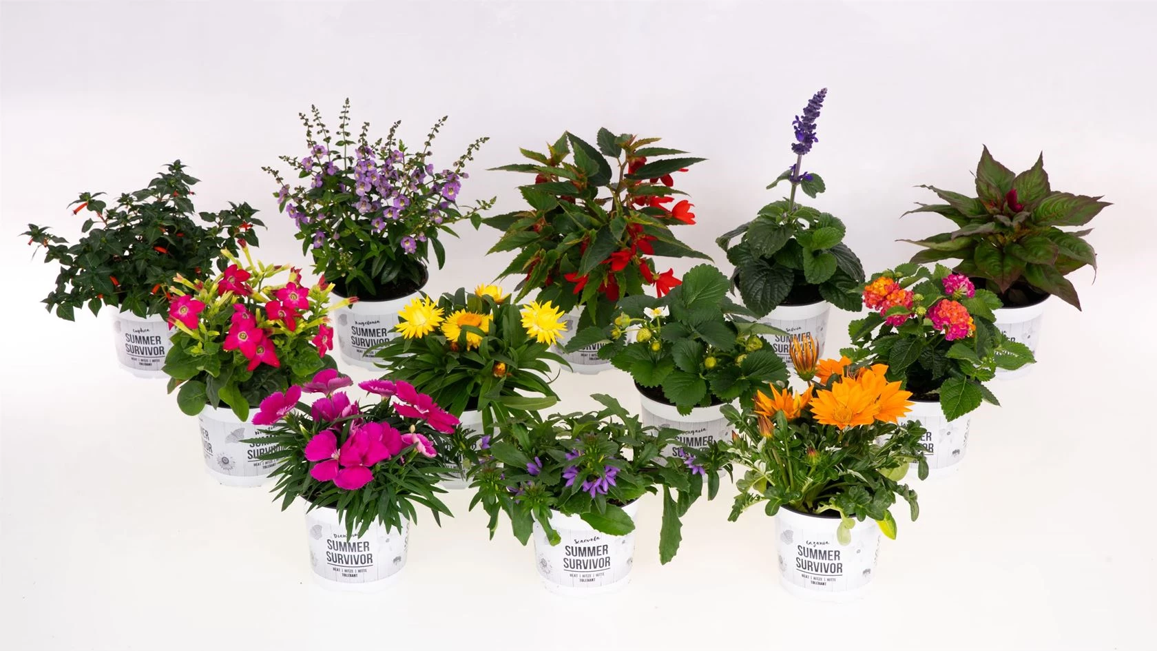 OFFIDIX Mini Kunststoff Eukalyptus Künstliche Pflanzen mit Vase für Schreibtisch OFFIDIX Mini Kunststoff Eukalyptus Künstliche Pflanzen mit Vase für Schreibtisch