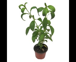 stevia rebaudiana (suikerplantje)
