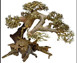 superfish bonsai driftwood l 