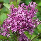 syringa-bloomerang-dark-purple-