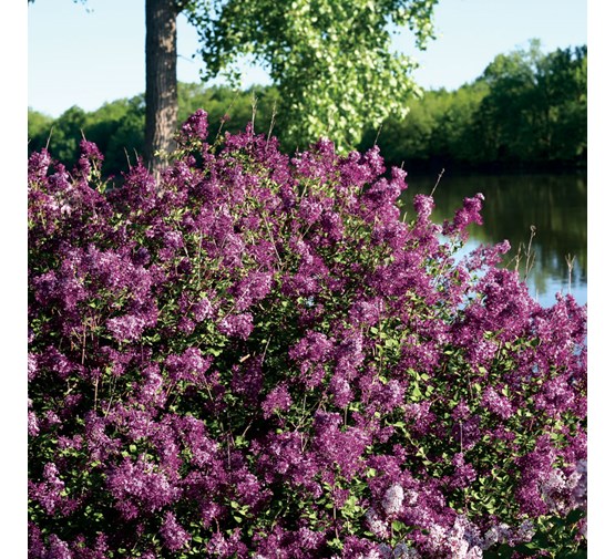 syringa-bloomerang-dark-purple