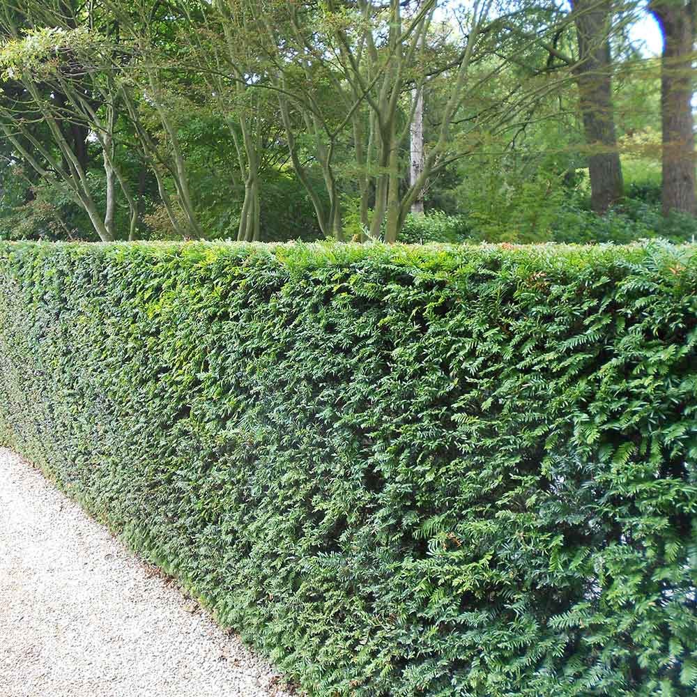 thuja tinktur gegen feigwarzen SPA01 Verrusan Warzentinktur (Thuja) 10 ml äußerlich bei Warzen
