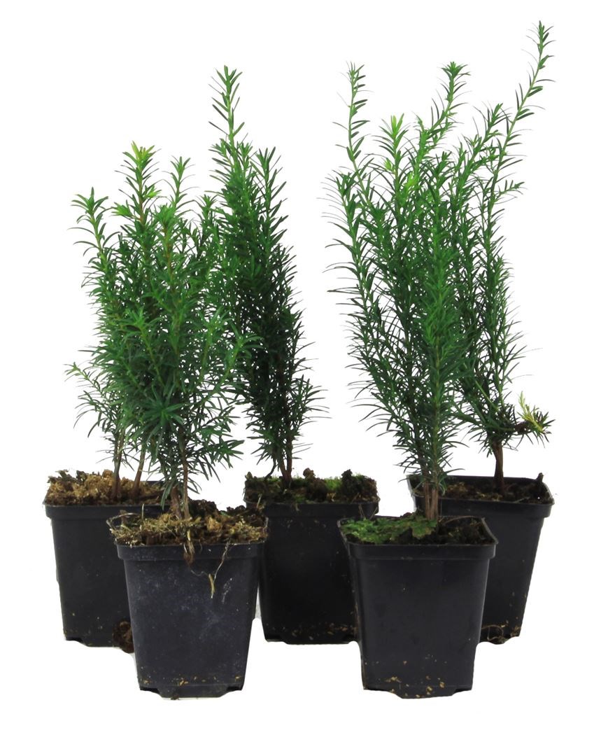 taxus baccata - Tuincentrum Pelckmans