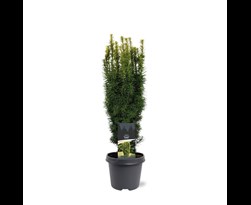 taxus baccata 