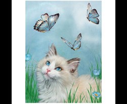 tfy livelife posters -  ragdoll & butterflies