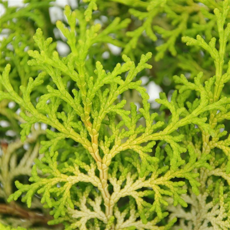 anigozanthos zimmerpflanze Anigozanthos - Kängurupfötchen