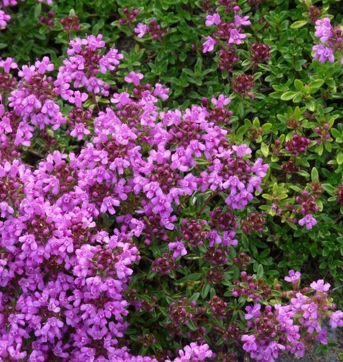 thymus serpyllum 'coccineus' Tuincentrum Pelckmans