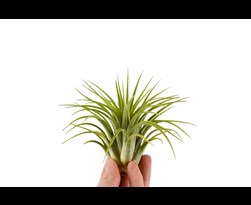 Tillandsia Ionantha Rubra plant Dennenhout Tillandsia Ionantha Rubra plant Dennenhout