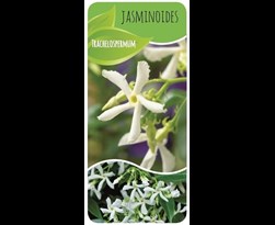 trachelospermum jasminoides