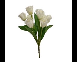 tulip bundle x9 cream