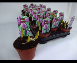 tulpen in pot paars