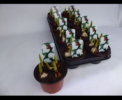 tulpen in pot wit