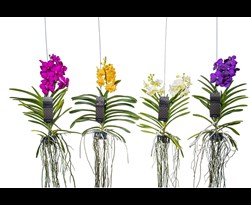 vanda orchidee