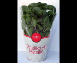 bio basilicum