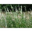 veronica-longifolia-schneeriesin