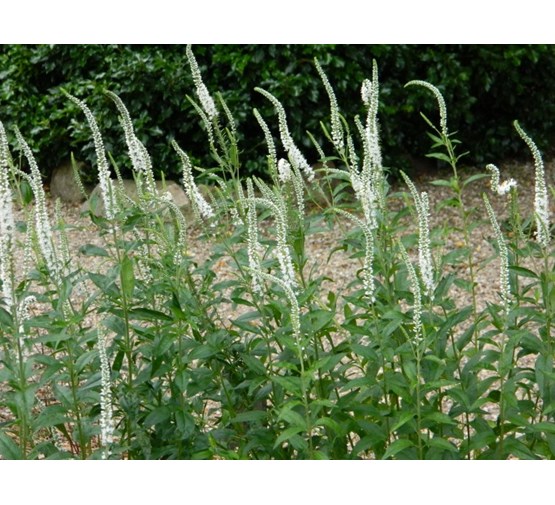 veronica-longifolia-schneeriesin