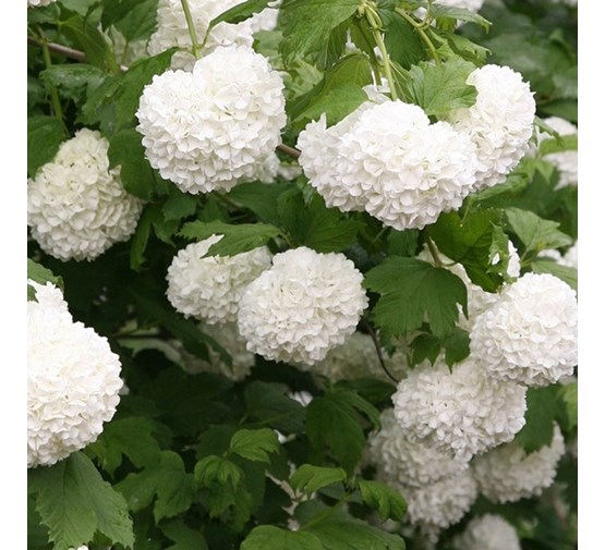 viburnum opulus Tuincentrum Pelckmans