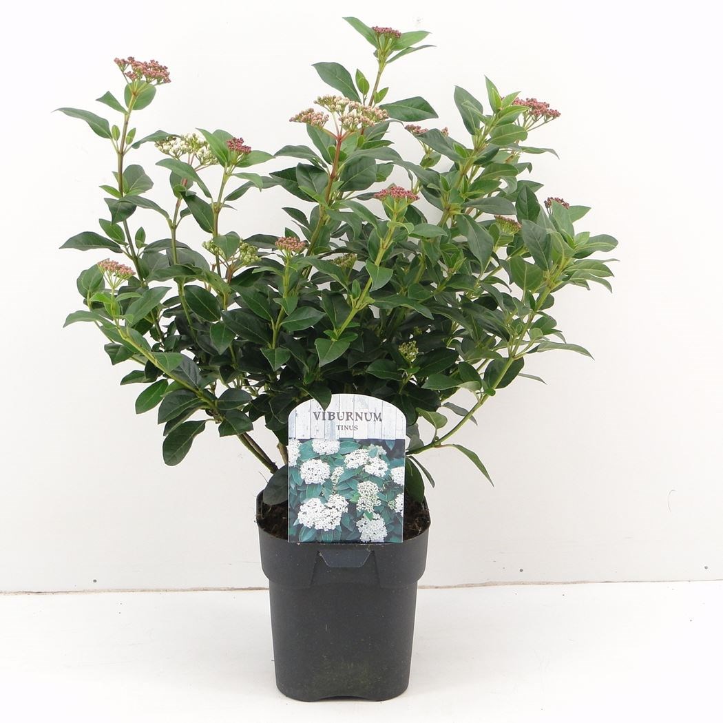viburnum tinus - Tuincentrum Pelckmans