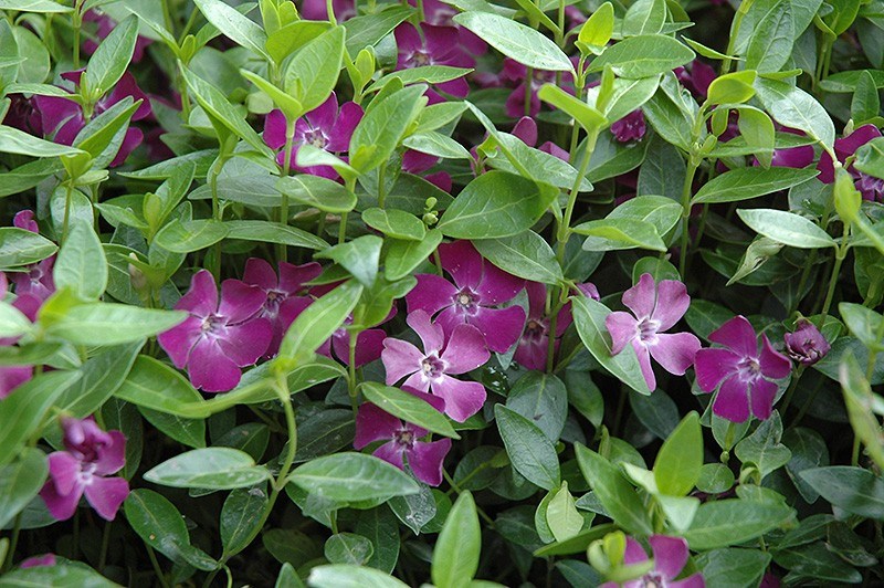 vinca minor 'atropurpurea' Tuincentrum Pelckmans