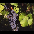 vitis-vinifera-in-soorten