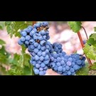 vitis-vinifera-in-soorten