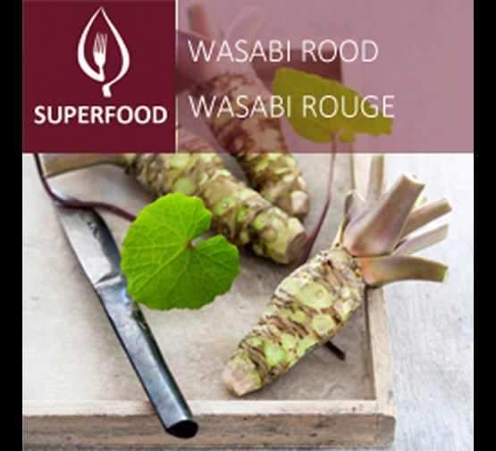 wasabia-japonica-mephisto-red-wasabi-rood
