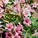 weigela-florida-nana-variegata