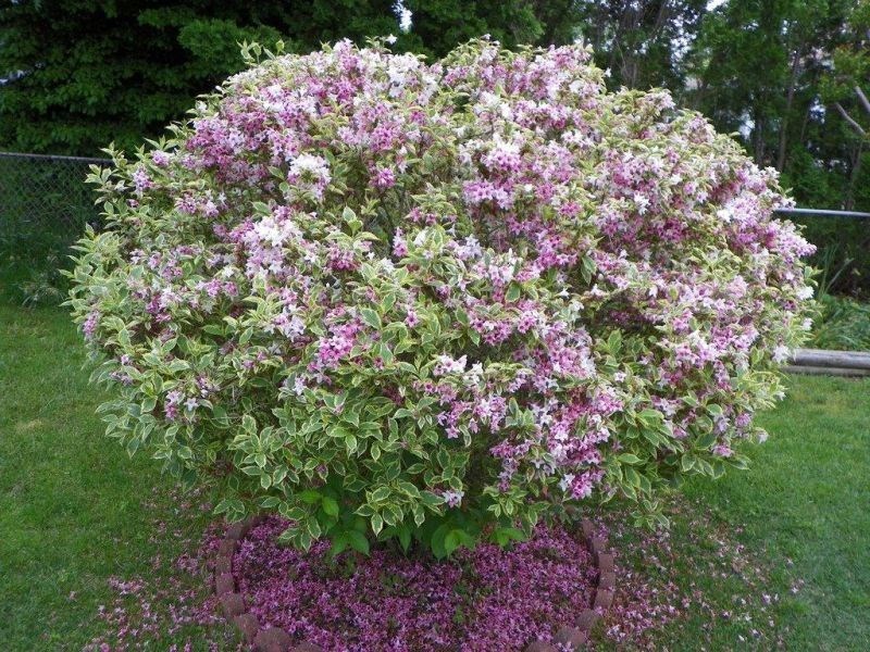 weigela florida 'nana variegata' - Tuincentrum Pelckmans