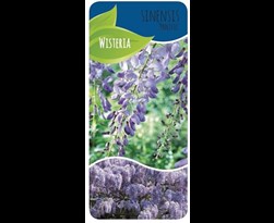 wisteria sinensis 