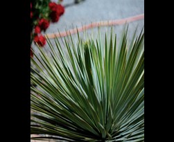 Blu Yucca Rostrata Vecchio Snavelsnuit Yucca esotiche 10 Semi zeldzaam groenblijvend, winterhard Blu Yucca Rostrata Vecchio Snavelsnuit Yucca esotiche 10 Semi zeldzaam groenblijvend, winterhard