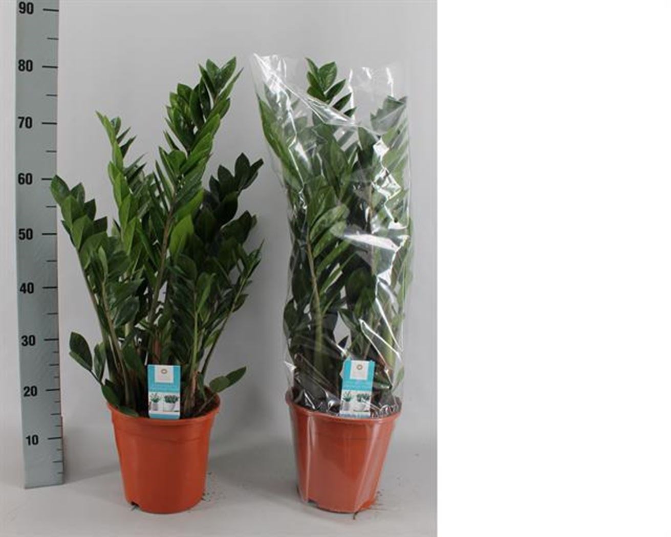 Zamioculs zamiifolia de color negre ZZ Plantes Plantes d'interior Mida mitjana Zamioculs zamiifolia de color negre ZZ Plantes Plantes d'interior Mida mitjana